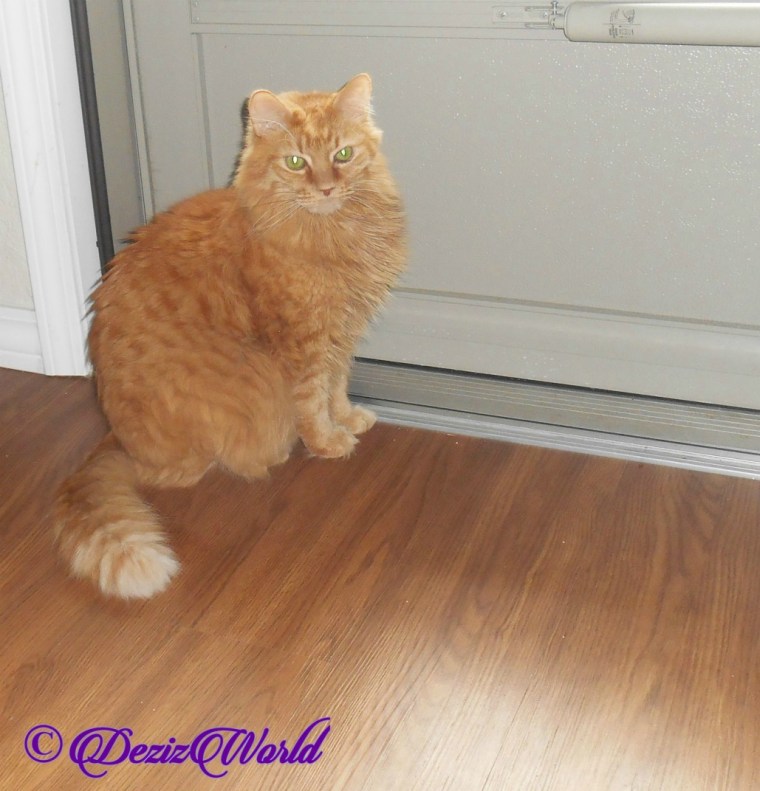 Jubal sits at front door, Ginger Cat,