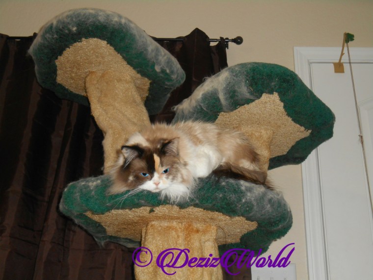 Raena lays on cat tree