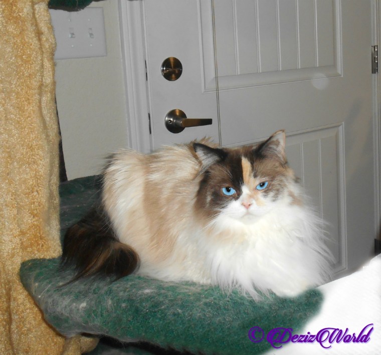 Raena lays pretty on cat tree, selfie