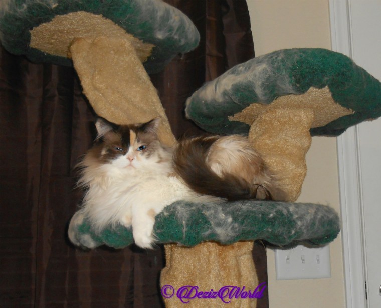 Raena lays on the liberty cat tree, selfie