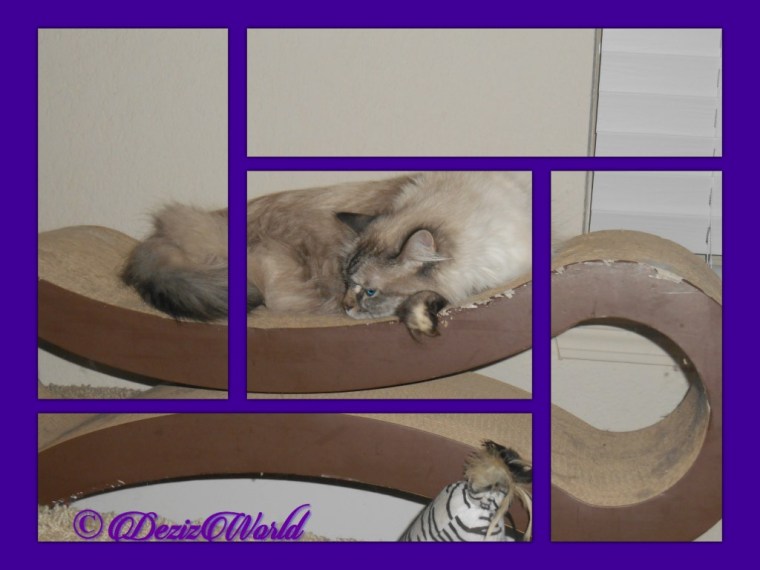 Dezi on scratcher in framed pieces