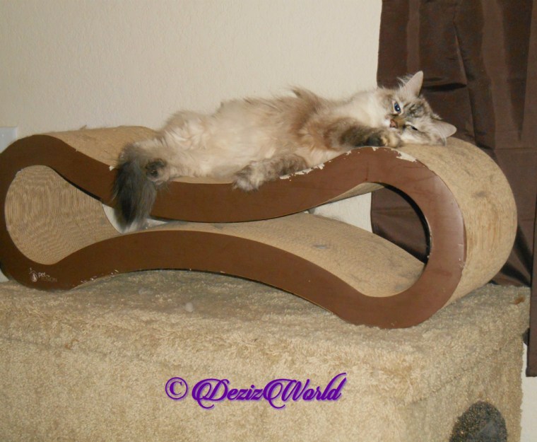 Dezi lays on scratcher
