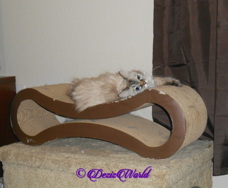 Dezi lays on scratcher