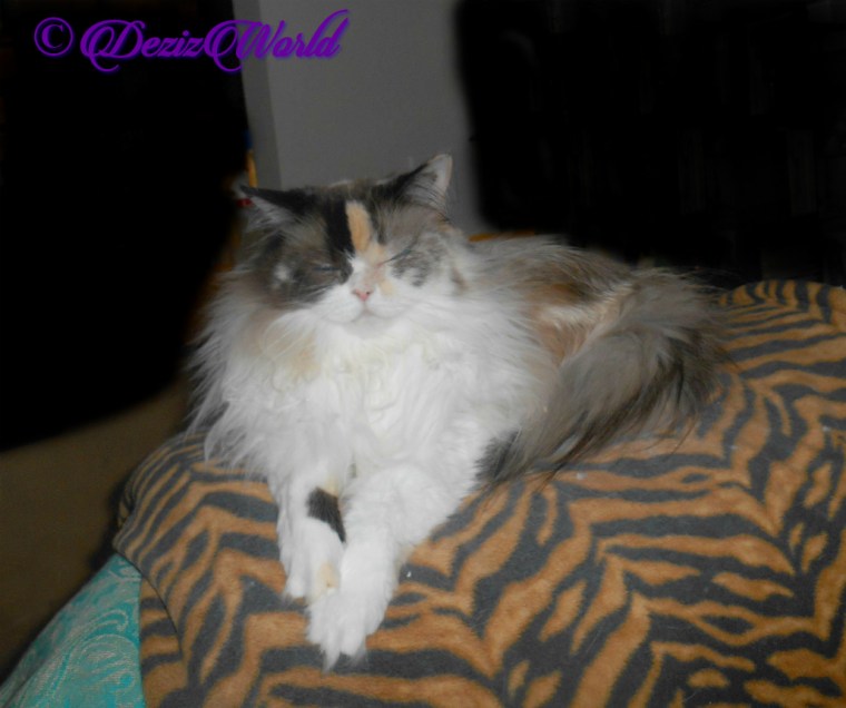 Raena lays on back of chair