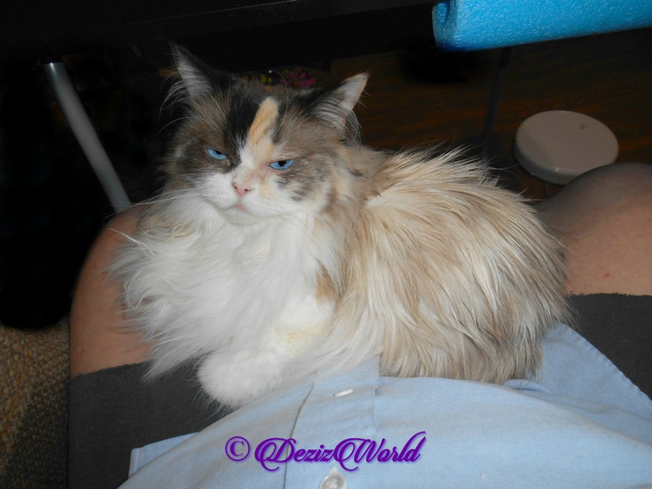 Raena lays in lap selfie