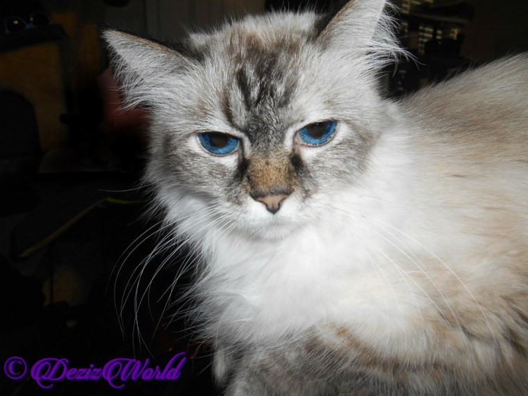 Dezi lays on chair arm selfie