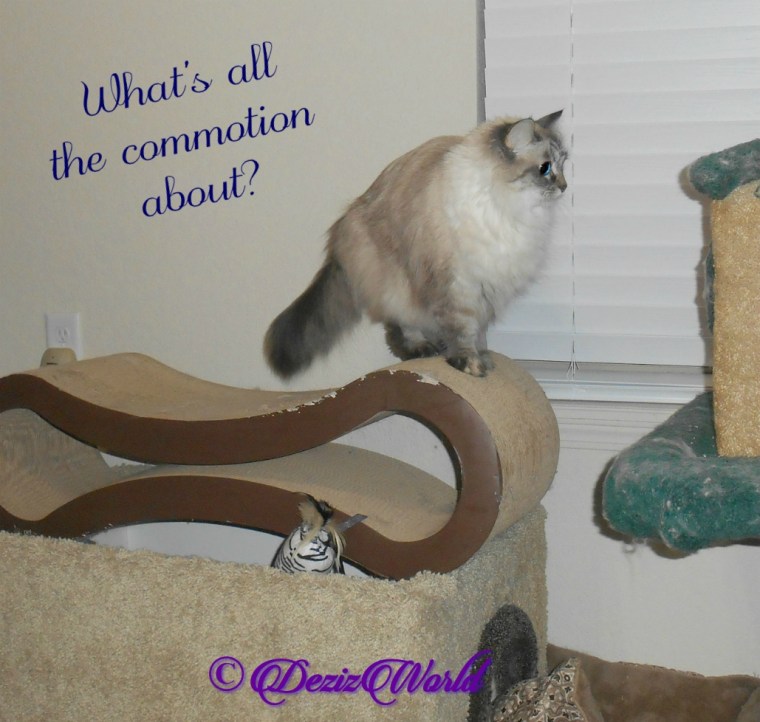 Dezi asks what's the commotion