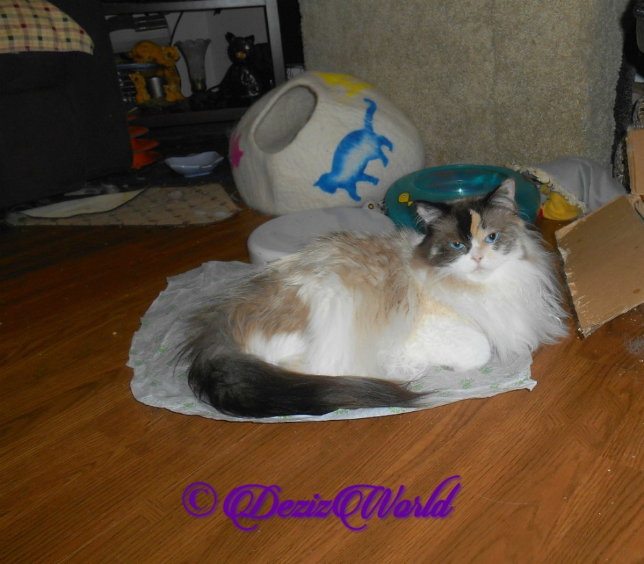 Raena lays pretty, selfie