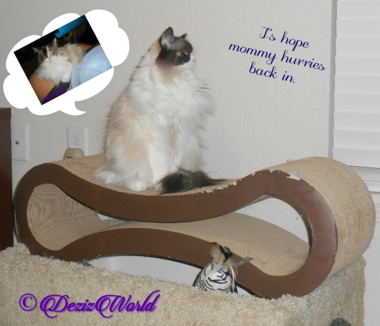 Raena thinks about lap time with mommy a