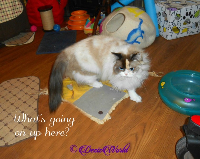 Raena asks what's going on?