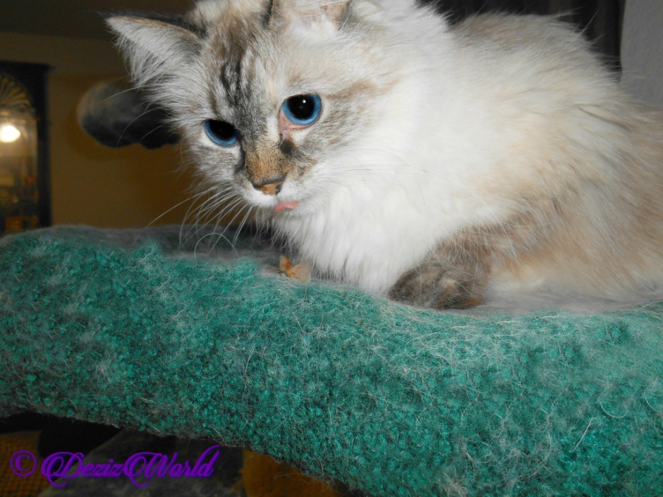 Dezi eats treats selfie