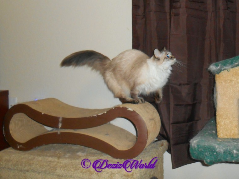 Dezi jumping from scratcher to cat tree