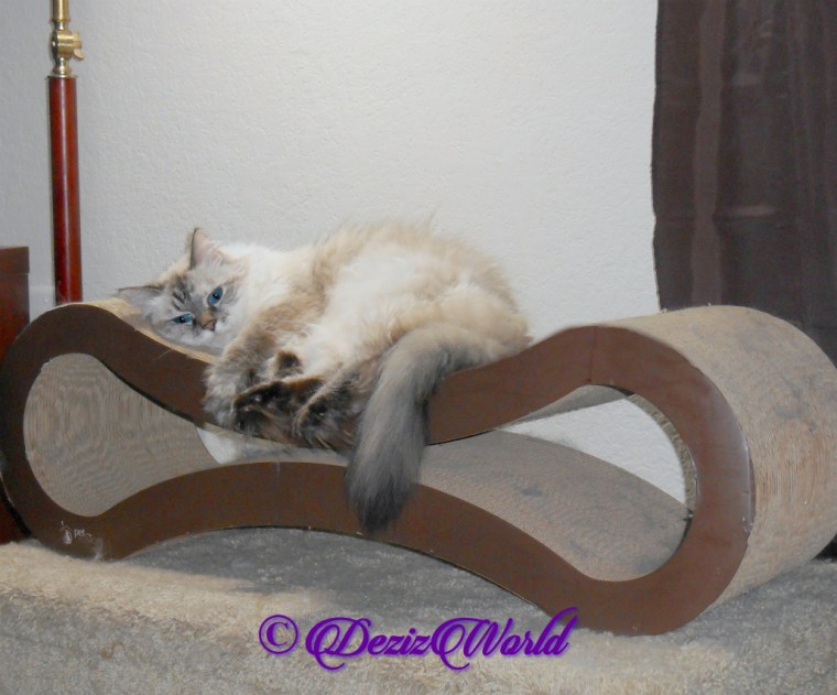 Dezi lays on scratcher