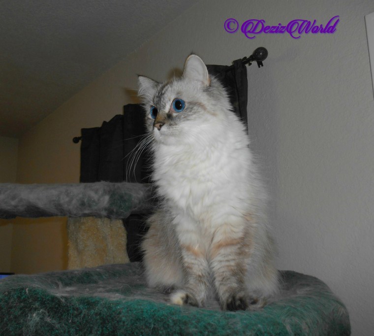 Dezi sits pretty atop cat tree