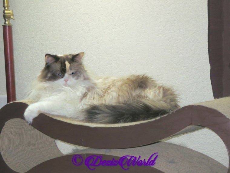 Raena lays on scratcher, selfie