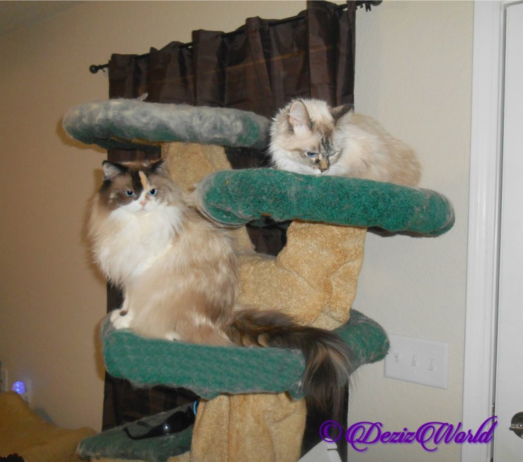 Raena and dezi sitting atop the Liberty Cat Tree,