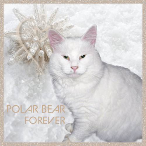 Polar Bear forever
