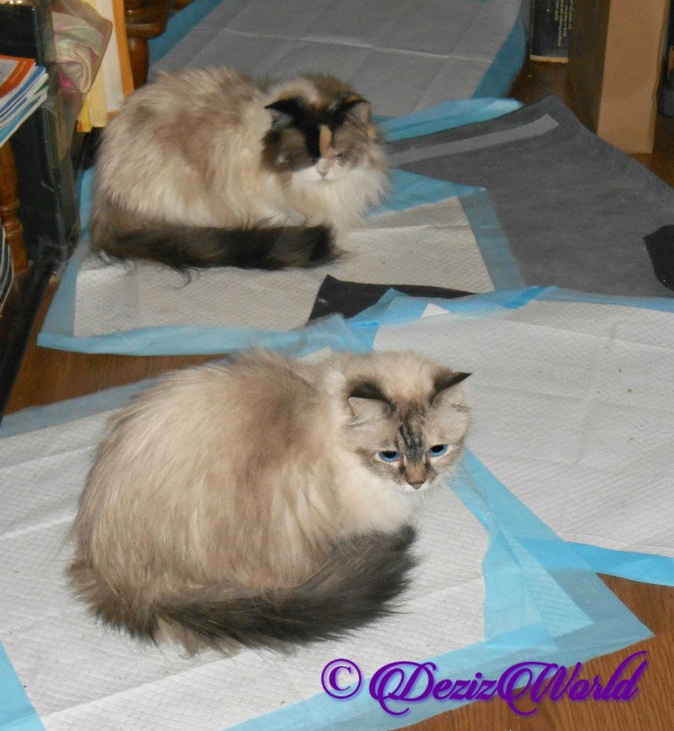 Dezi and Raena lay in hallway on piddle pads