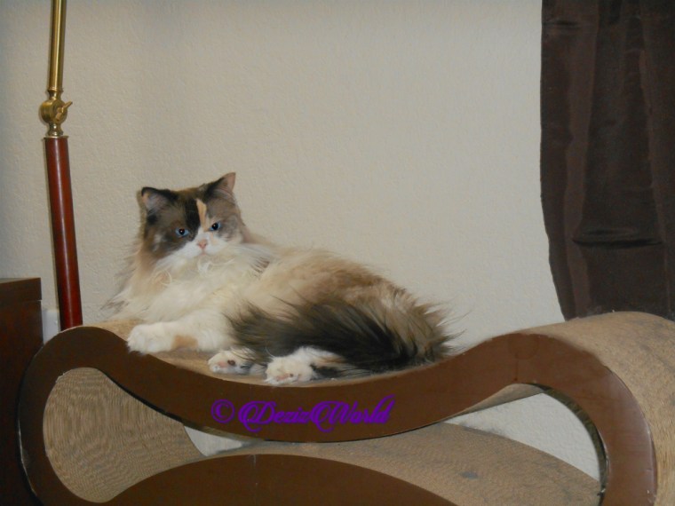 Raena lays pretty on the scratcher