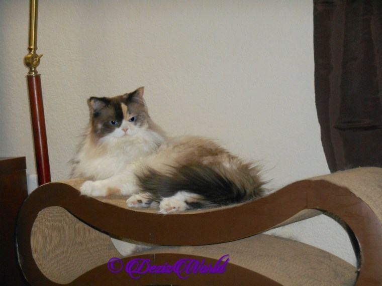 Raena lays pretty on the scratcher selfie