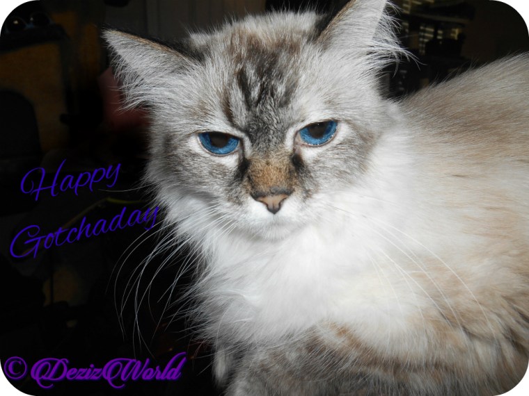 Happy Gotchaday Dezi