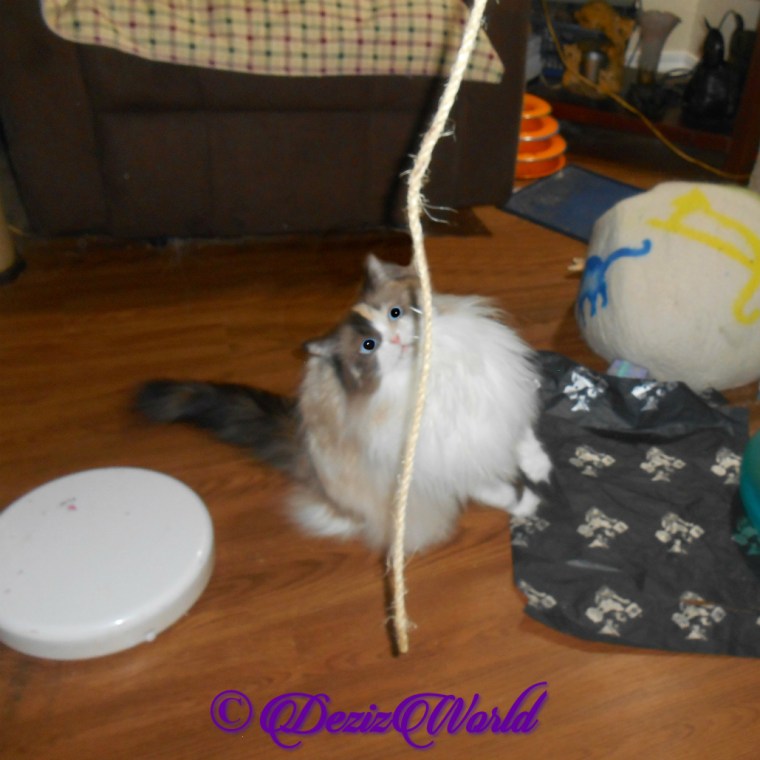 Raena plays with the Kitty Whip