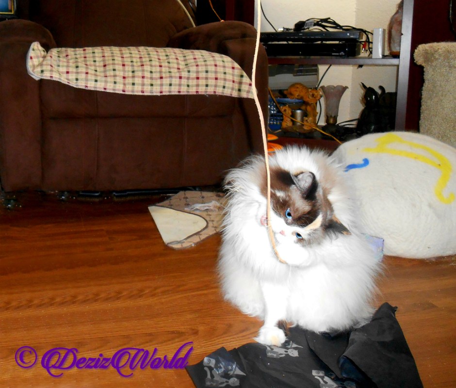 Raena plays with the Kitty Whip cat toy