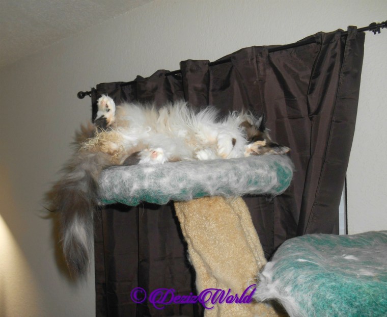 Raena lays atop cat tree