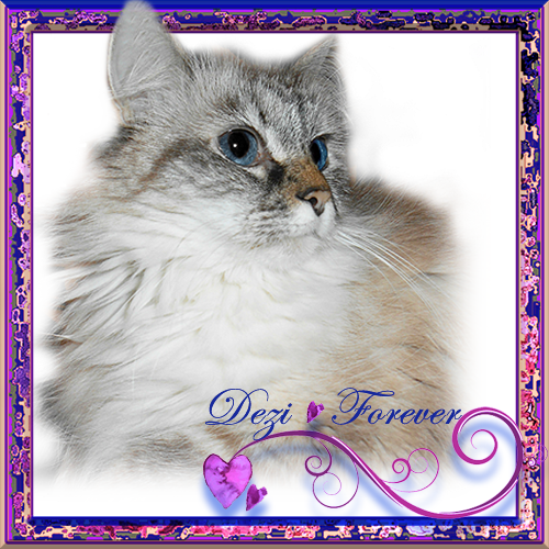 Dezi forever graphics by Ann of Zoolatry