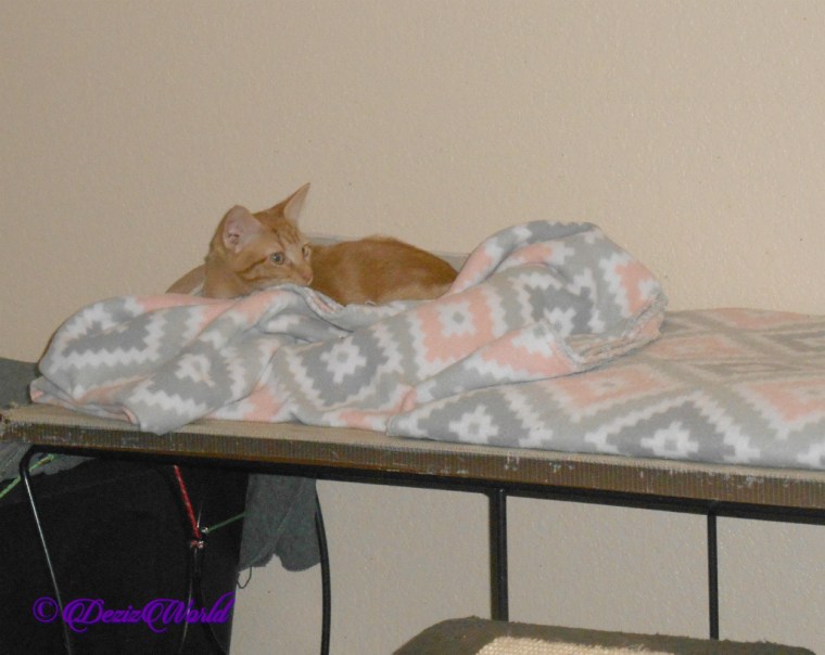 CJ the ginger boy at Paws for a cause