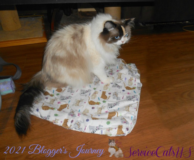 Raena sits on mat 2021 blogger's journey