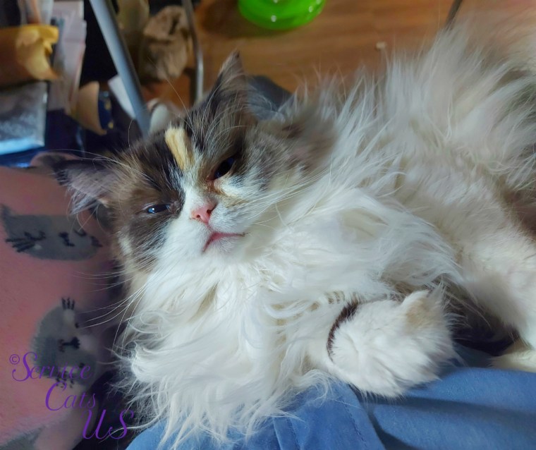 Raena lays in lap, selfie