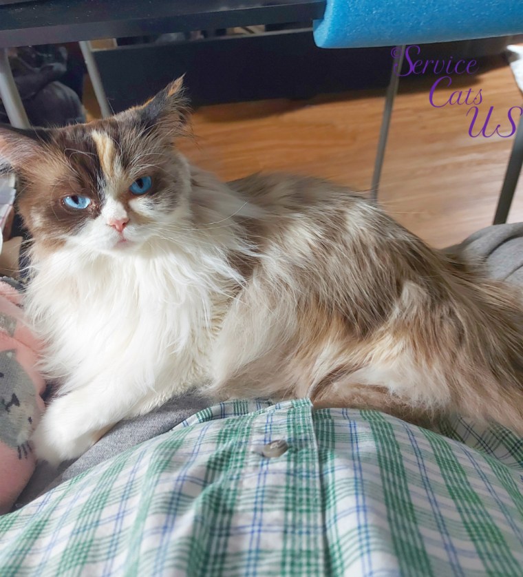 Raena lays in lap, selfie