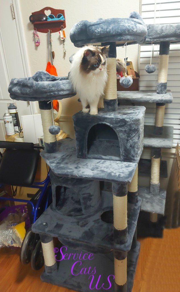 Raena stands on new cat tree 