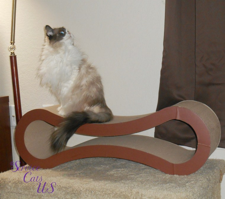 Raena looks up while sitting on scratcher