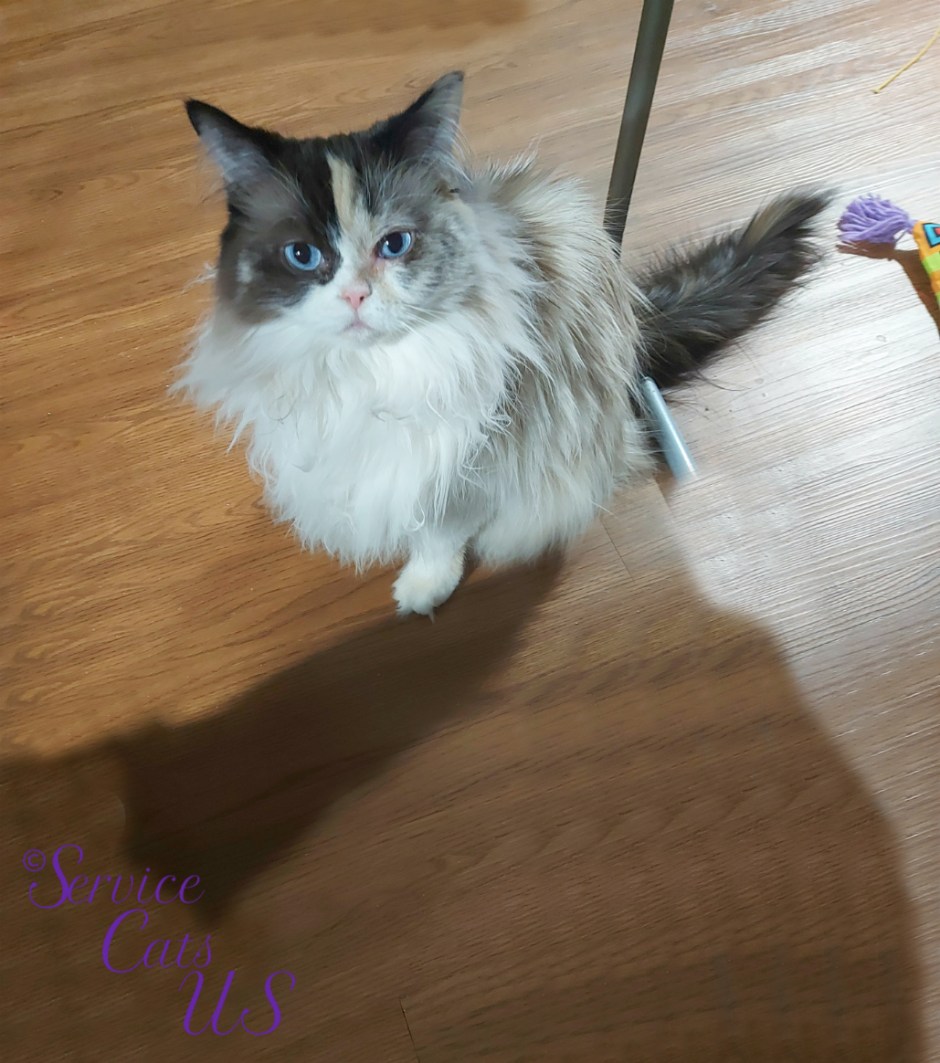 Raena sits pretty under the desk, selfie