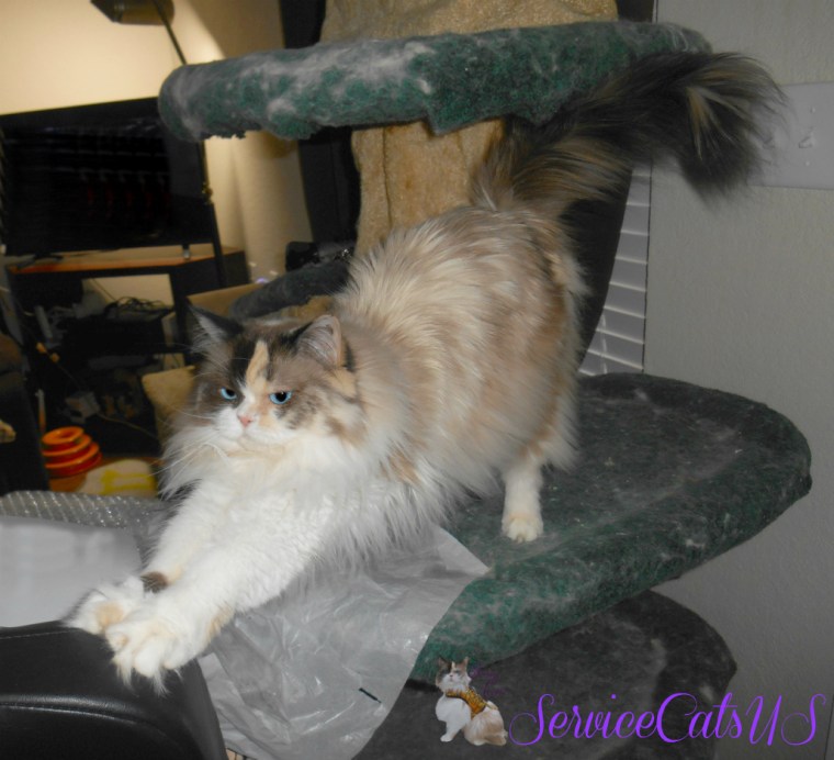 Raena stretches on cat tree selfie