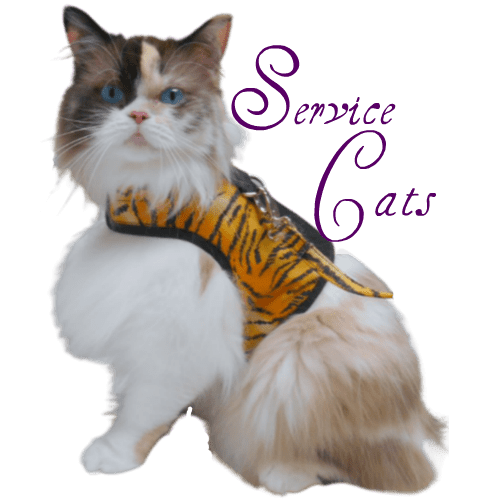 Raena in harness, service cats logo
