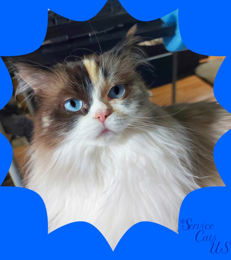 Raena's blue framed lap selfie