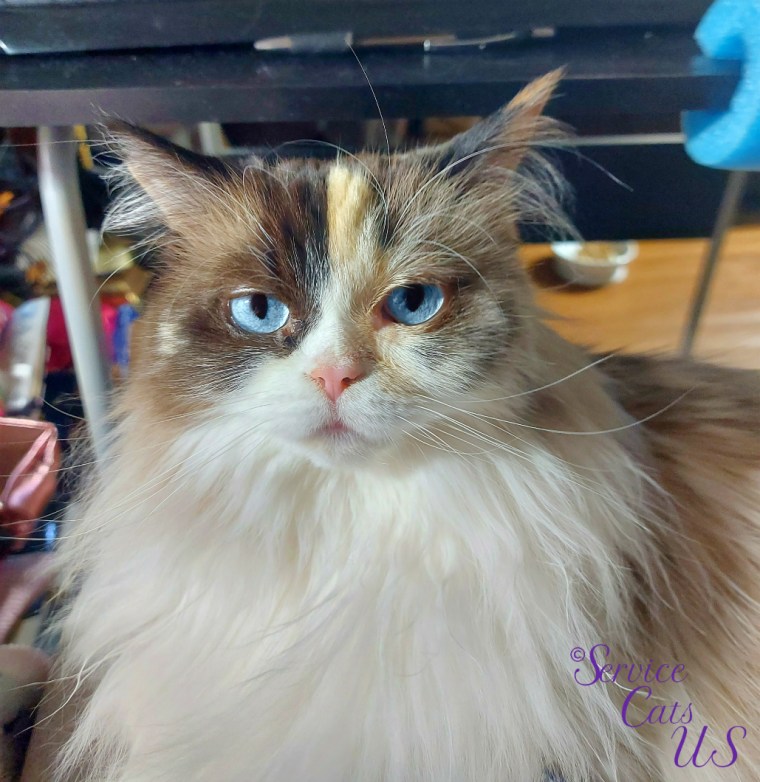 Raena lays in lap for cuddles