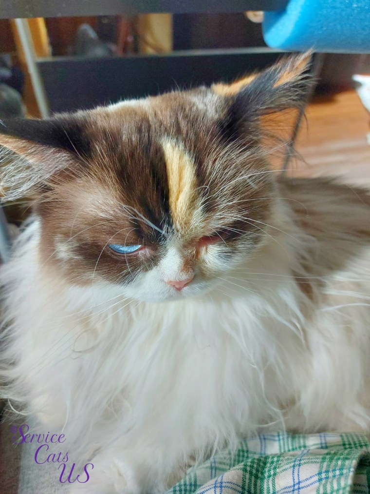 Raena lays in lap with head down