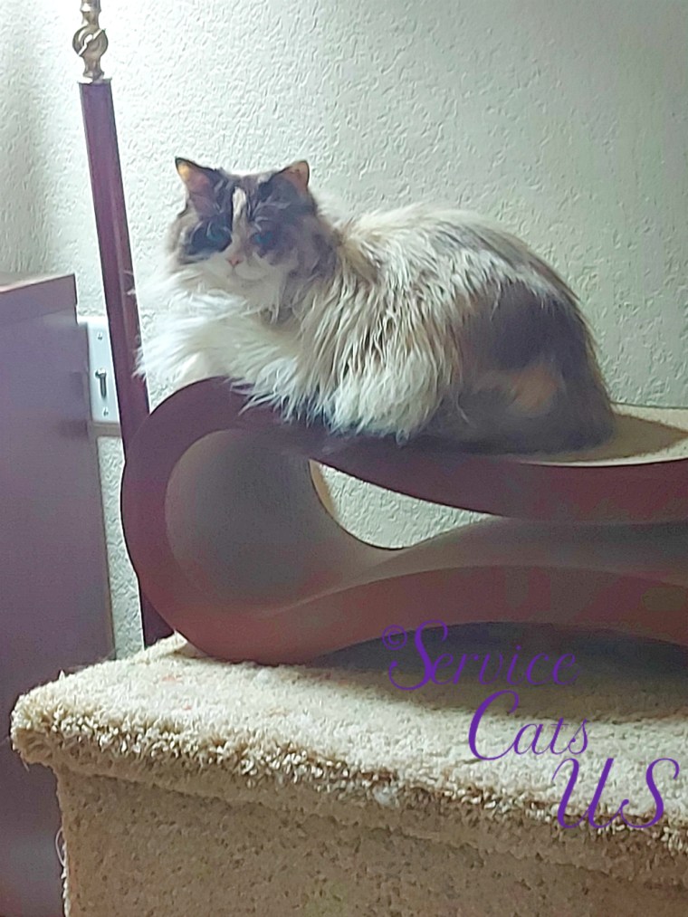 Raena lays on scratcher