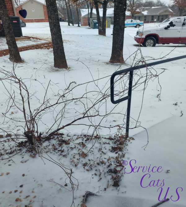 snow on valentines day 2021