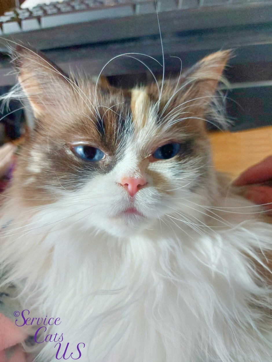 Raena full face selfie from lap