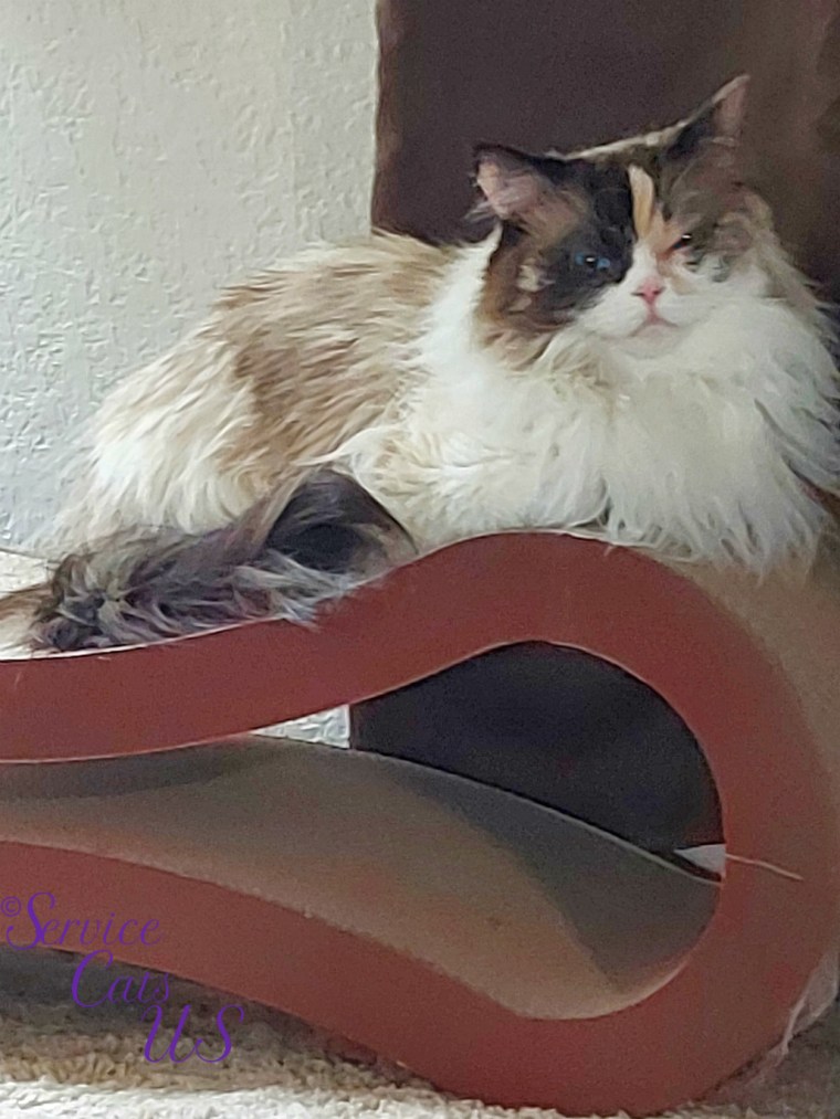Raena lays on scratcher, eyes squinted