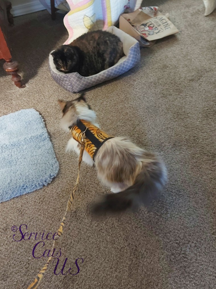 Raena says hi to Spook