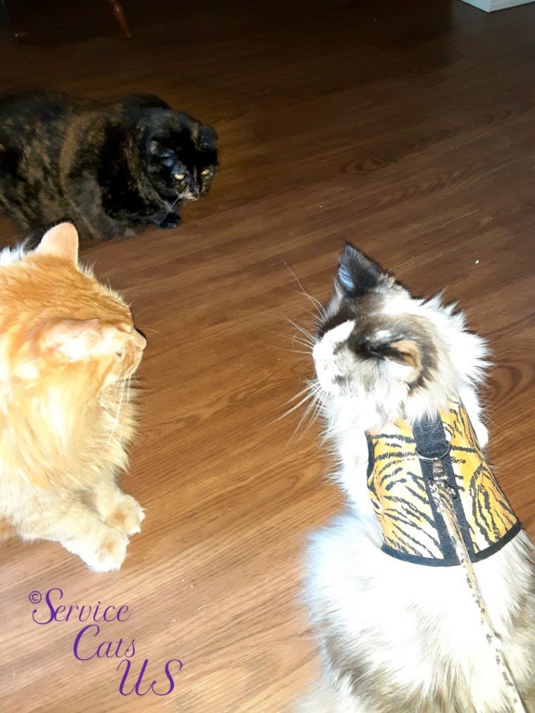 Raena sits with Spook and Jubal