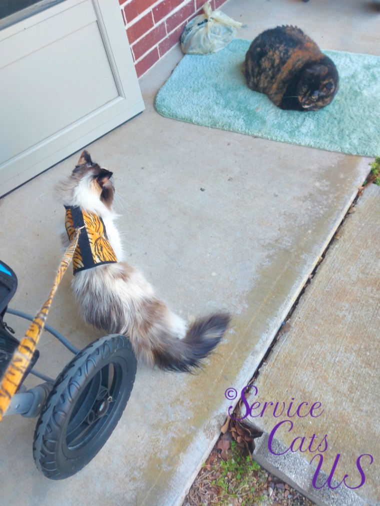 Raena heads to door while looking at Spook