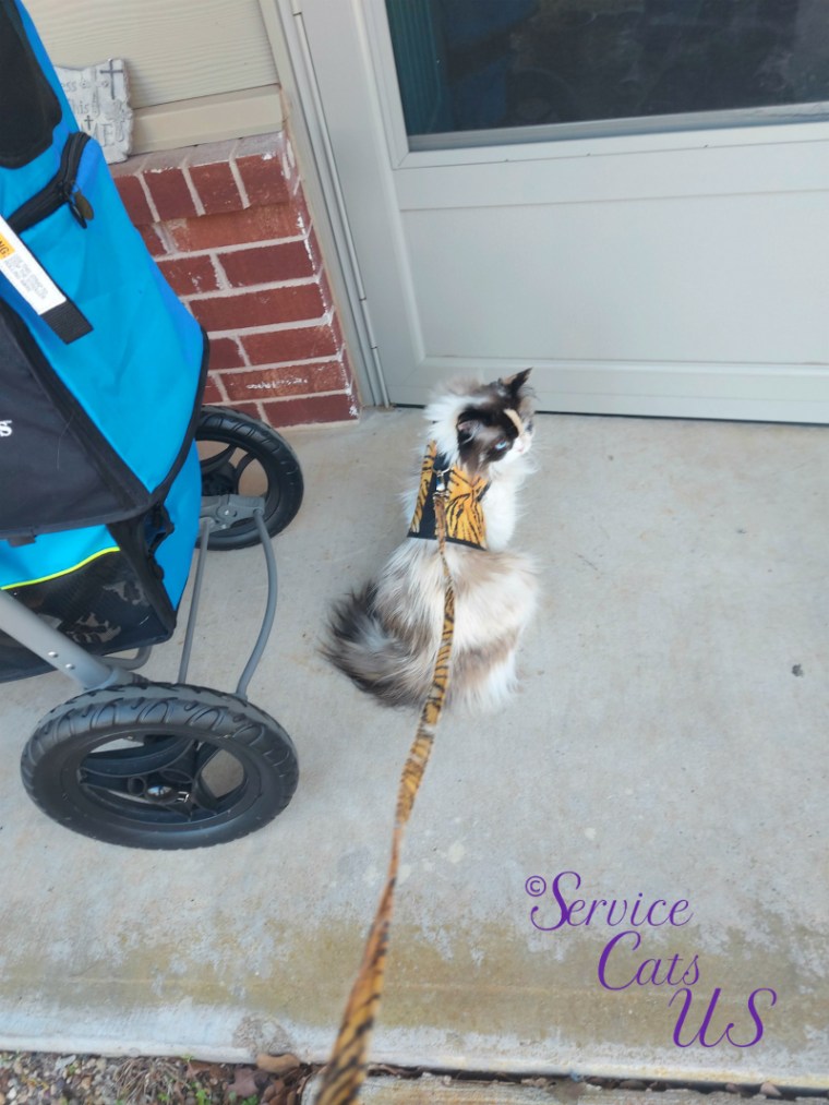 Raena sits at front door in harness