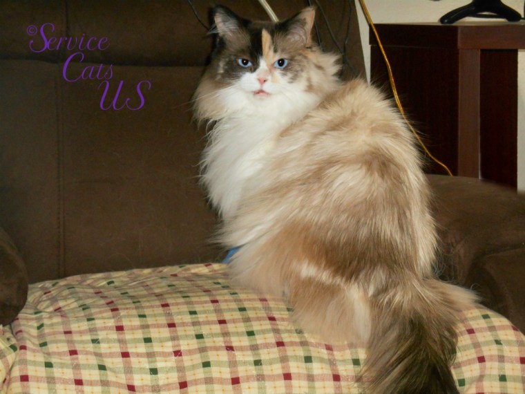 Raena sits pretty looking over shoulder on chair, mouth agape